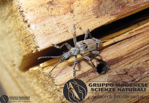 Rhagium (Rhagium) inquisitor inquisitor Linnaeus, 1758