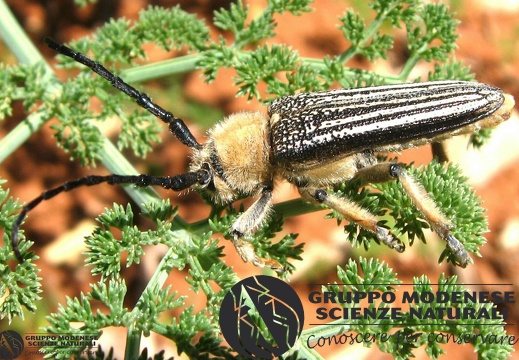 Mallosia (Eumallosia) imperatrix Abeille de Perin, 1885