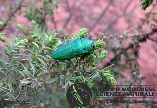 Perotis unicolor unicolor A.G.Olivier, 1790