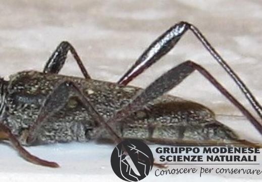 Libanoclytus tommasoi Sama, Rapuzzi & Kairouz, 2010