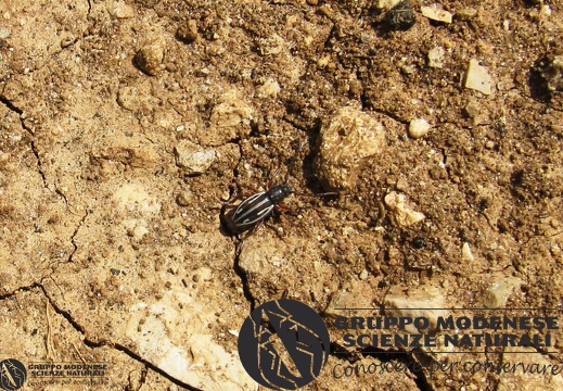 Dorcadion (Pedestredorcadion) anatolicum Pic, 1900