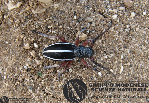 Dorcadion (Pedestredorcadion) scabricolle scabricolle Dalman, 1817