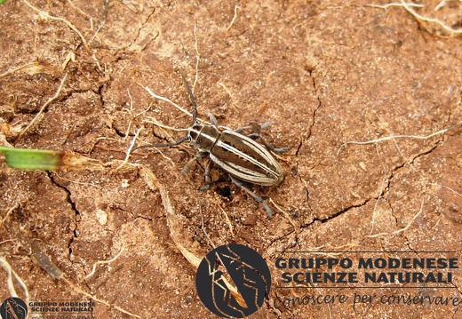 Dorcadion (Pedestredorcadion) mediterraneum Breuning, 1942