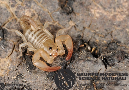 Euscorpius sicanus (C.L.Koch, 1837)