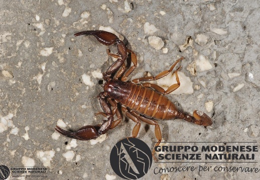 Euscorpius tergestinus (C.L.Koch, 1837)