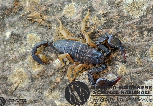 Euscorpius flavicaudis (DeGeer, 1778)