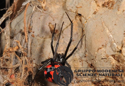 Latrodectus tredecimguttatus (Rossi, 1790)