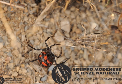 Latrodectus tredecimguttatus (Rossi, 1790)