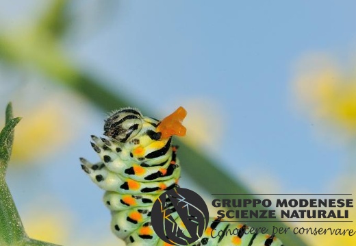 Papilio machaon L., 1758