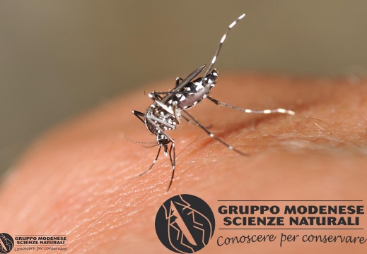 Aedes albopictus (Skuse, 1894)