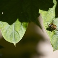 Volucella inanis