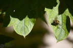 Volucella inanis