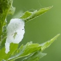 Philaenus spumarius