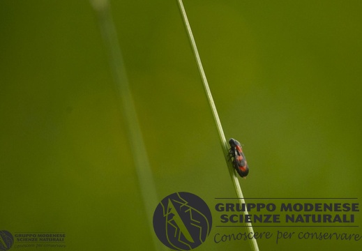 Cercopis vulnerata