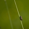 Cercopis vulnerata