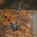 Anoplophora glabripennis