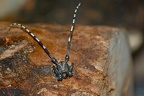 Anoplophora glabripennis