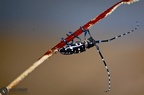 Anoplophora glabripennis