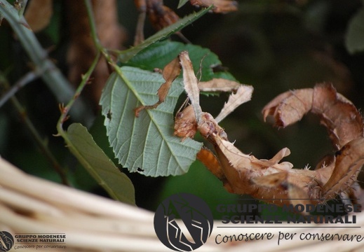 Extatosoma tiaratum