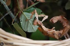 Extatosoma tiaratum