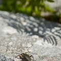 Otiorhynchus sensitivus