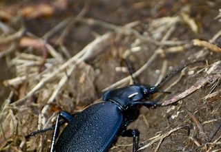 Carabus (Procrustes) coriaceus