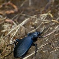 Carabus (Procrustes) coriaceus