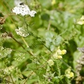 Macroglossum stellatarum