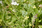 Macroglossum stellatarum
