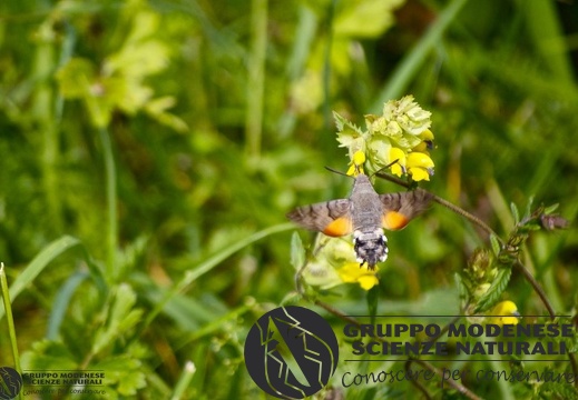 Macroglossum stellatarum