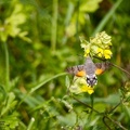 Macroglossum stellatarum