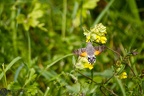 Macroglossum stellatarum