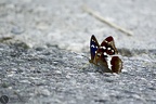 Apatura iris