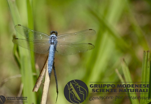 Orthetrum brunneum