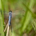 Orthetrum brunneum