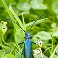Aromia moschata