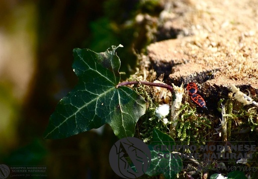 Pyrrhocoris apterus