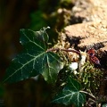 Pyrrhocoris apterus