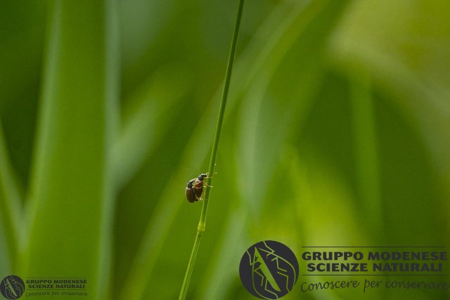 ordine: Coleoptera
famiglia: Curculionidae
nome scientifico: non determinato
data e località: maggio 2012 Spresiano (TV)
commento: FERIG0027.jpg