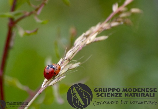 Coccinella 7-punctata