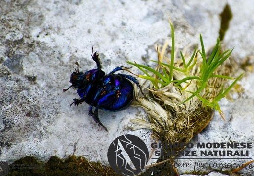 Geotrupes stercorarius 