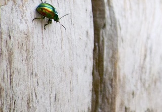 Chrysolina fastuosa