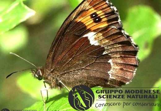 possibly Erebia euryale 