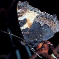 Aglais urticae 