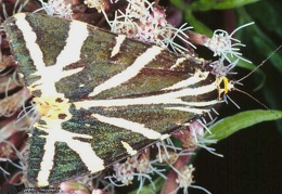 Callimorpha quadripunctaria