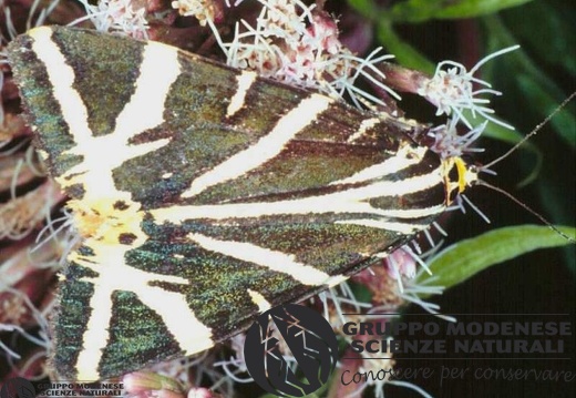 Callimorpha quadripunctaria