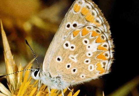 Polyommatus coridon 