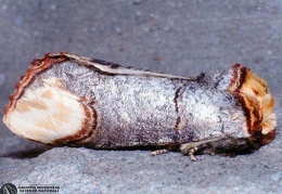Phalera bucephala 