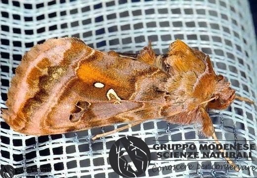 Autographa pulchrina 