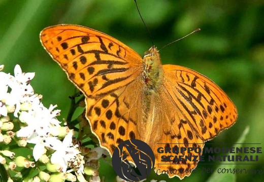 Argynnis paphia 